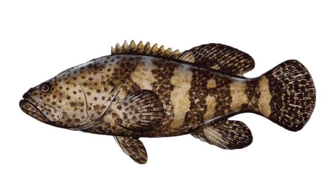 goliath-grouper